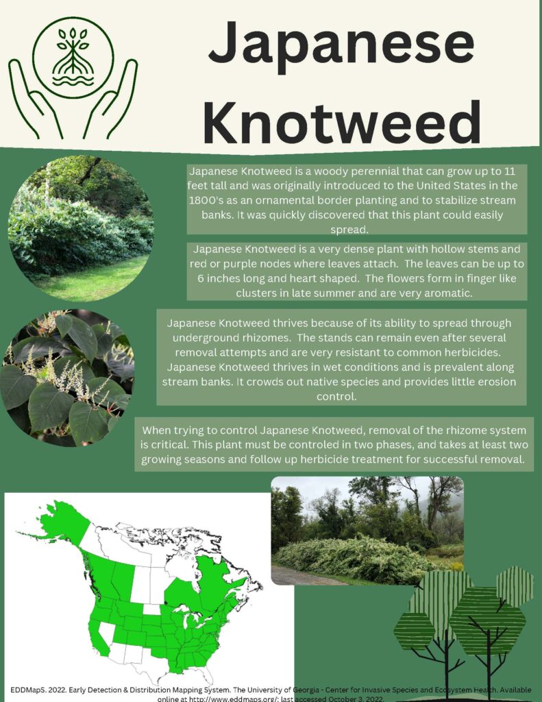 Japanese Knotweed Infographic
