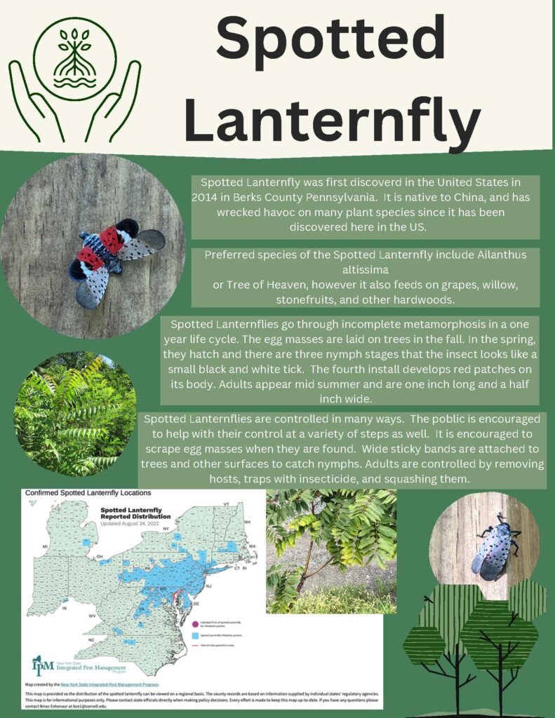Spotted Lanternfly Infographic