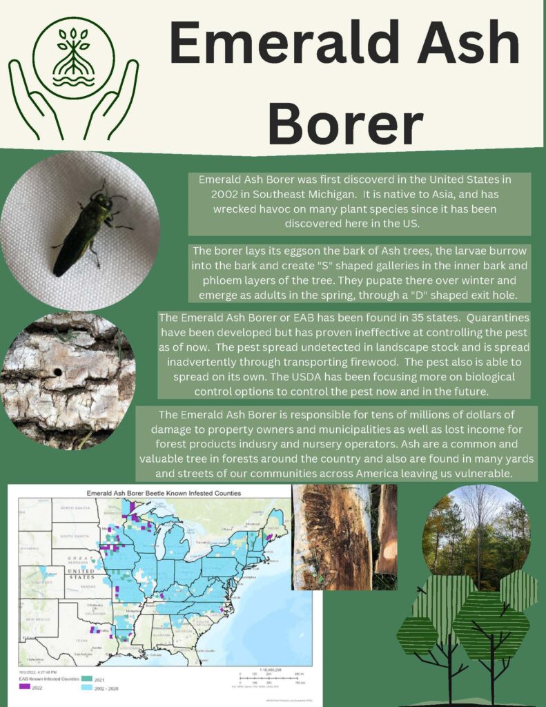 Emerald Ash Borer Infographic