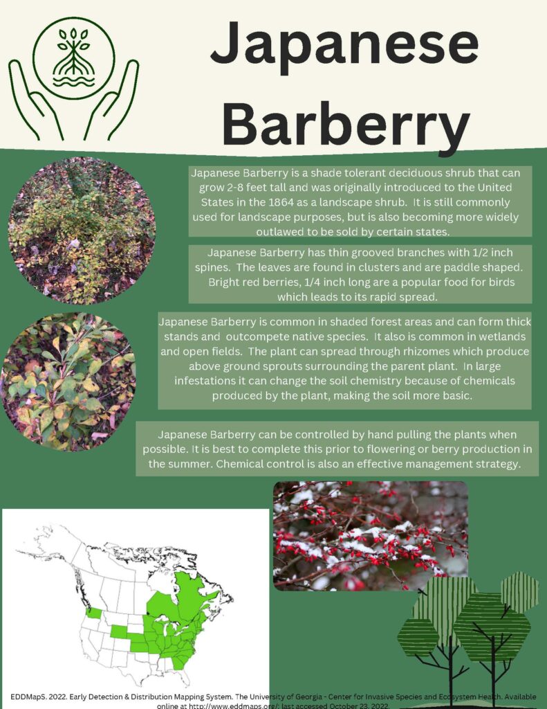 Japanese Barberry Infographic